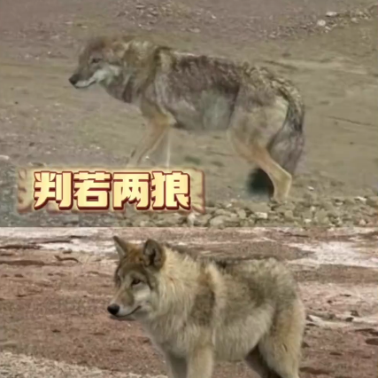 可可西里网红狼梗介绍