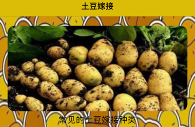 土豆接接app